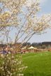 Tree In Spring Bloom