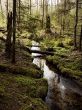 wildnest forest