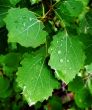 Leaves after a rain