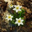 wildness spring flowers