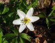wildness spring flower