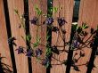 Flowers on a background of a fence