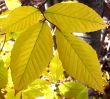 Yellow Leaf