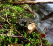 Camouflage Frog