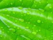 water droplets dew on leaf