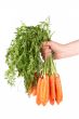 Holding a bunch of carrots