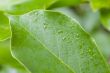 Wet Magnolia Leaf