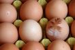 eggs and feather