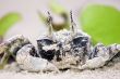 illusionist crab