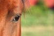 Horse Eye