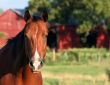 Face-to-Face Horse