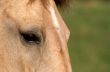 Buckskin Eye