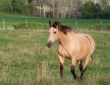 Buckskin Stroll