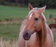 Palomino Portrait