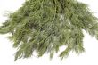 dill on white