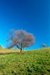 Solitary tree on blue sky