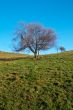 Solitary tree on blue sky