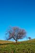 Solitary tree on blue sky