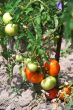 Tomato Plant