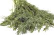 dill close up
