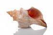 Seashell