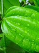 water droplets dew on leaf