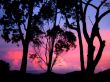 evening sky and trees silhouette