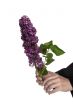 lilac branch