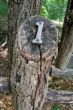 Wood One