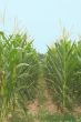 Cornfield