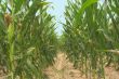 Cornfield