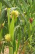 Corn Stalks