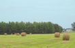 Hay Bales