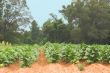Tobacco Field