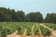 Tobacco Field