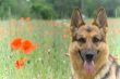 Germany sheepdog portrait
