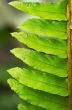 fern closeup