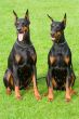 two sitting dobermans