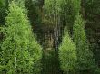 Young birches