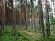 pine forest
