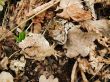 Camouflage  frog