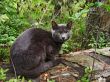 Gray cat in forest