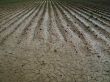 Rural field