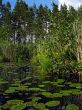 Pine forest and lake