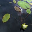Water lily before a thunderstorm