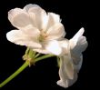 Geranium white 2