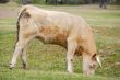 cow eating grass
