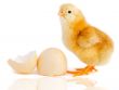 Adorable baby chick
