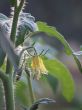 tomato blossom