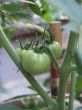 green tomatoes not fried